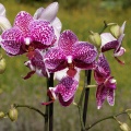 Orchidée.