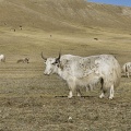 Parc de Terelj, yak (Mongolie).