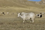 Parc de Terelj, yak (Mongolie).
