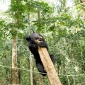 Luang Prabang : Kuang Si, parc pour la protection des ours noirs d'asie.