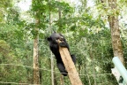 Luang Prabang : Kuang Si, parc pour la protection des ours noirs d'asie.