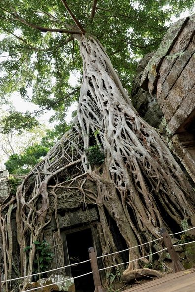Ta Prohm, temple envahi par la jungle.