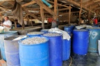 Village de Prek Tacheng : séchage et fermentation du poisson