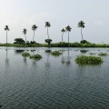 Croisière en "house boat" sur les Backwaters du Kerala.