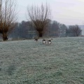 Matin d'hivers, les oies chargent !.jpg