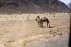 Le désert du Wadi Rum.