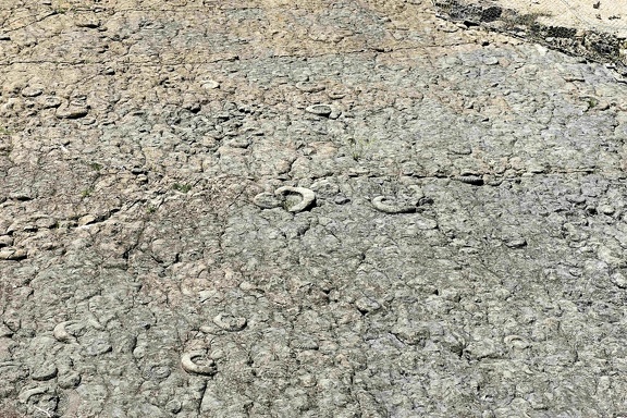 Digne les Bains, dalle à Ammonites géantes.