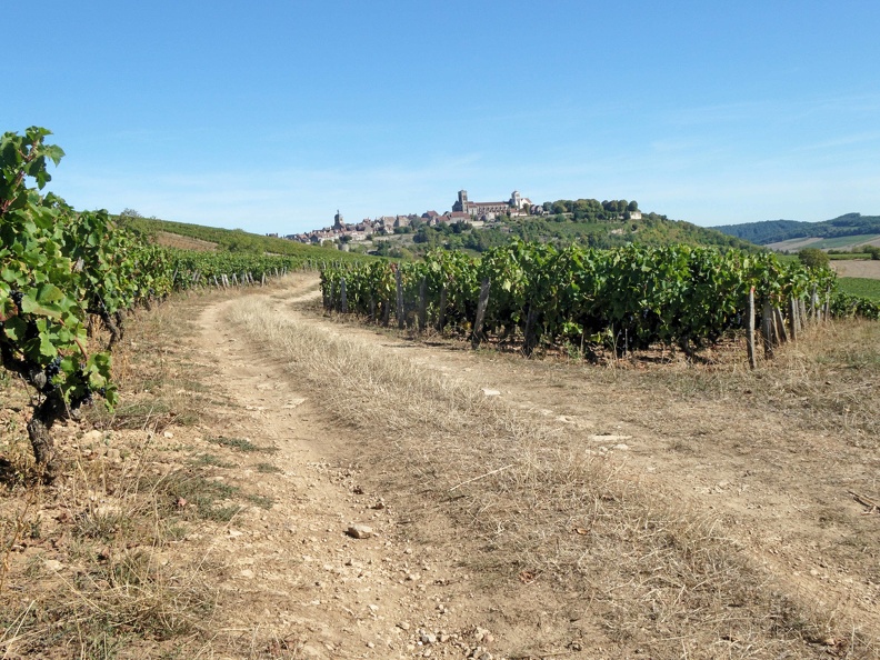 Sur le chemin de Vézelay. Dans les vignes.