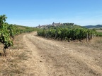 Sur le chemin de Vézelay. Dans les vignes.