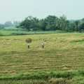 Travaux dans les rizières.
