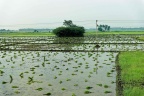 Plants de riz en attente de plantation.