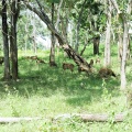 Parc national Mudumalai, cervidés tachetés.