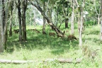 Parc national Mudumalai, cervidés tachetés.