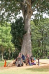 Jeunes filles se photographiant au pied d'un arbre remarquable.