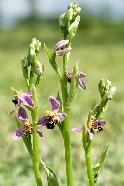 Ophrys abeille.jpg