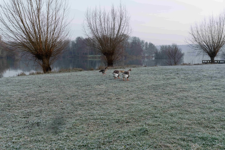 Matin d'hivers, les oies chargent !.jpg