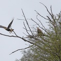 El Chaten, un couple d'aigles près de leur nid.