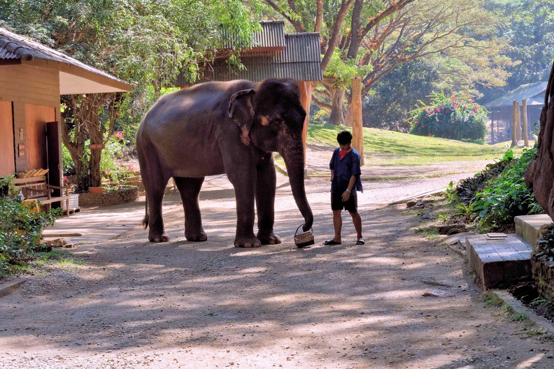 Centre des éléphants.
