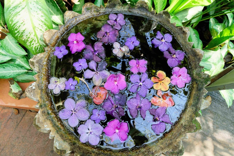 Orchidées.