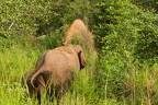 Parc national de Yala.